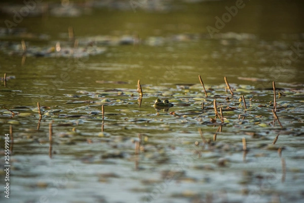 Obraz green frog eyes
