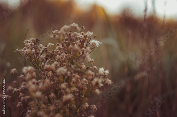 Obraz Vintage Nature