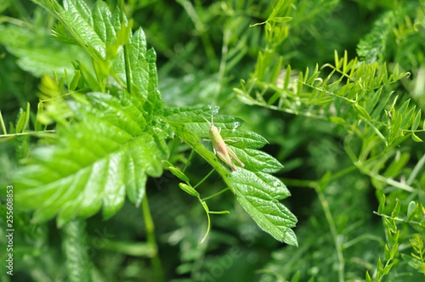 Obraz Grasshopper in the grass.