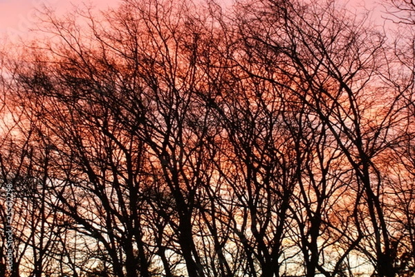 Obraz abendrot früling baum 
