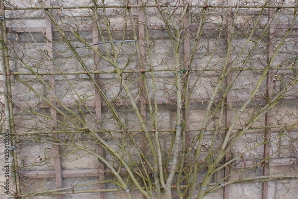 Obraz planze gitter baum frühling 