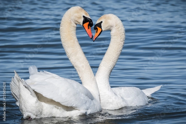 Fototapeta Swan mating