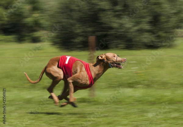 Fototapeta Greyhound contest