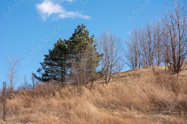 Fototapeta Tree Line Hay