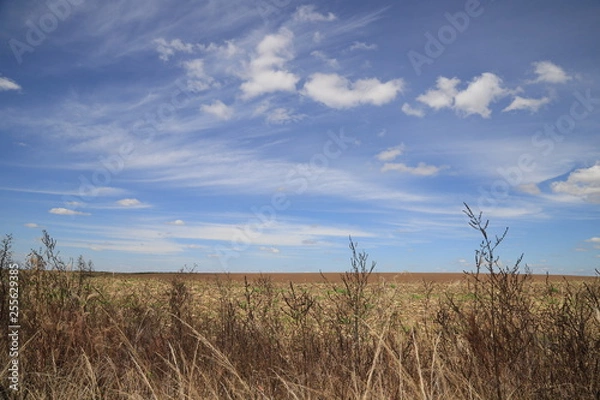 Obraz wheat field and blue sky
