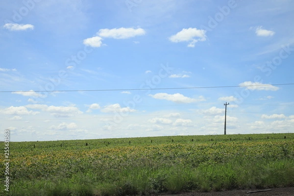 Obraz rural landscape with wheat field and blue sky