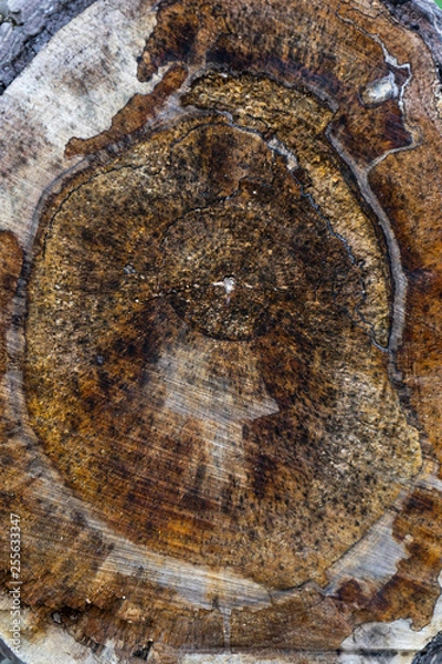 Fototapeta Cross-section of tree trunk