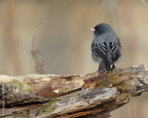 Obraz Dark eyed Junko