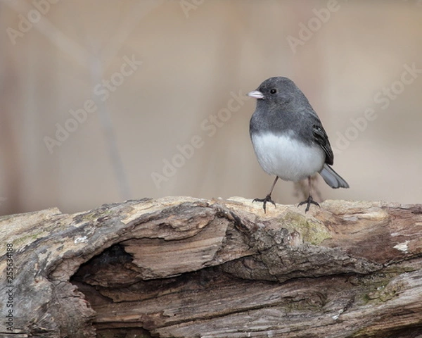 Obraz Dark Eyed Junko