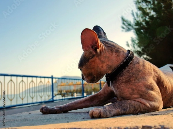 Fototapeta Cat, breed Sphinx, resting on the beach.