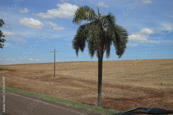 Obraz coconut tree, lamppost and sky.