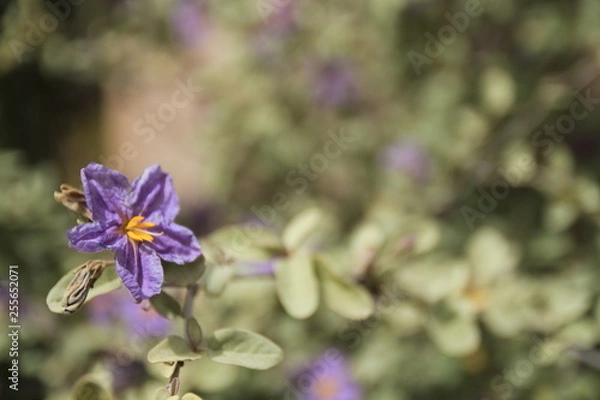 Fototapeta Tucson 068