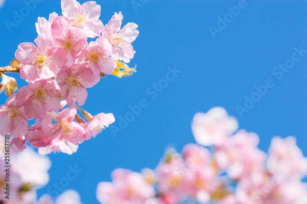 Fototapeta 日本の春　さくら