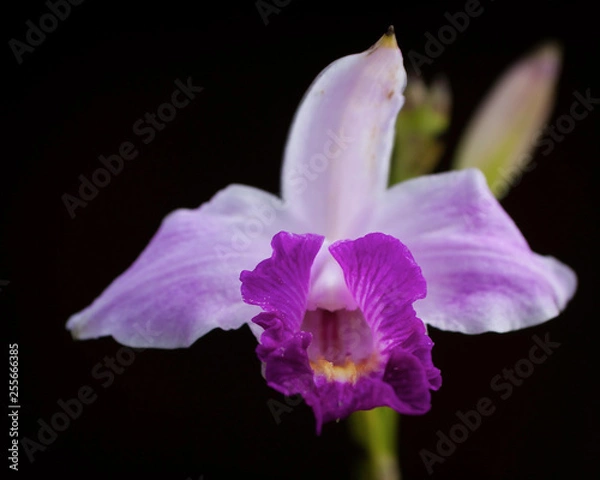 Fototapeta OLYMPUS DIGITAL CAMERA