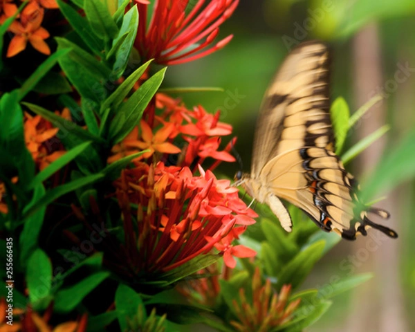 Fototapeta OLYMPUS DIGITAL CAMERA