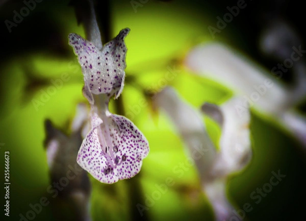 Fototapeta OLYMPUS DIGITAL CAMERA