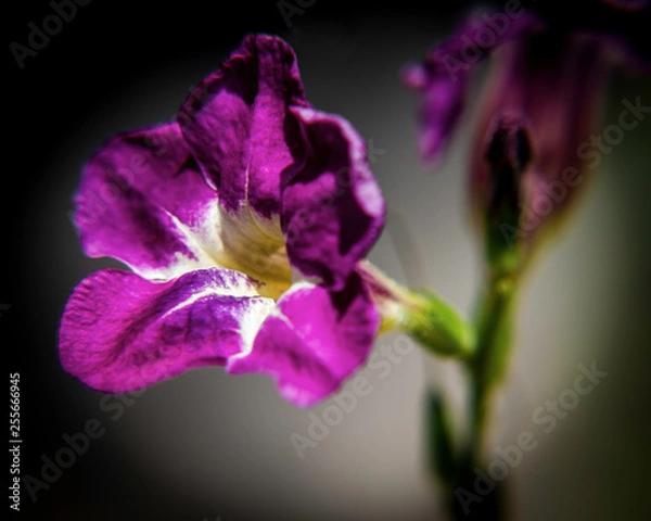 Fototapeta OLYMPUS DIGITAL CAMERA