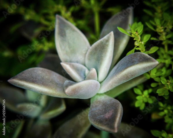 Fototapeta OLYMPUS DIGITAL CAMERA