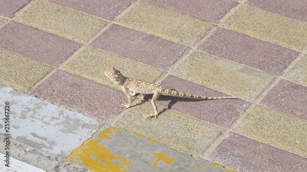 Obraz toad headed agama on sidewalk