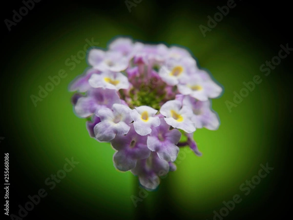 Fototapeta OLYMPUS DIGITAL CAMERA