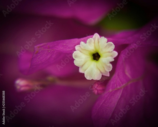 Fototapeta OLYMPUS DIGITAL CAMERA