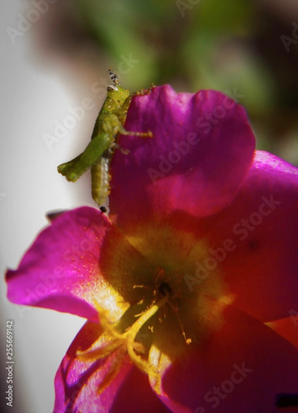 Fototapeta OLYMPUS DIGITAL CAMERA