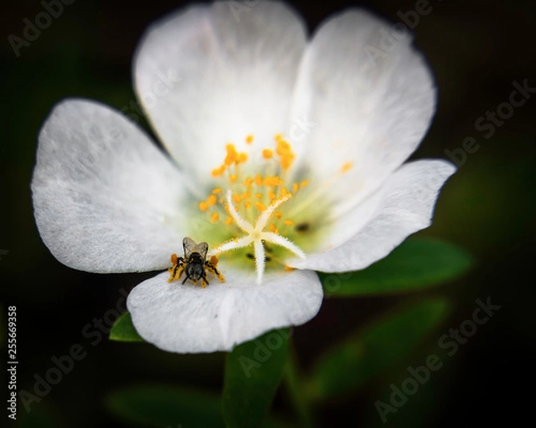 Fototapeta OLYMPUS DIGITAL CAMERA