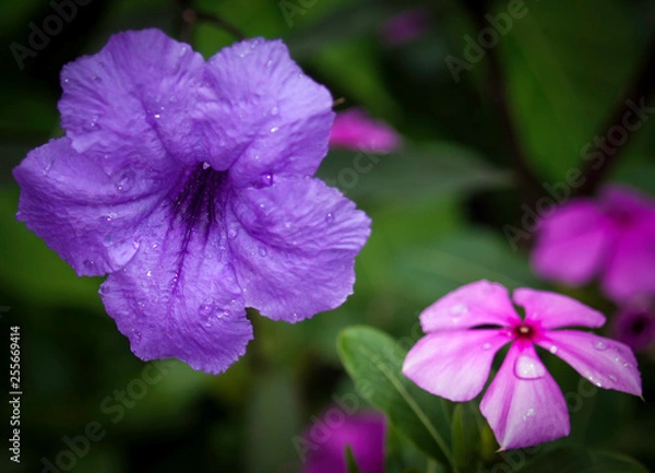 Fototapeta OLYMPUS DIGITAL CAMERA