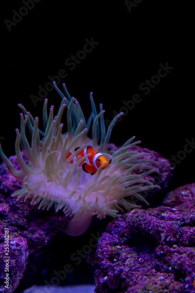 Obraz イソギンチャクとクマノミの取り合わせが美しい、共生ならでの彩