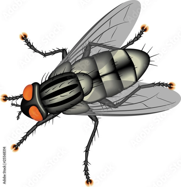 Obraz Fly