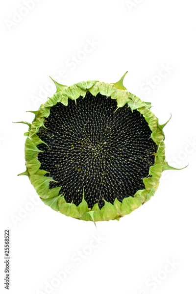 Obraz Sunflower with the ripened seeds isolated on a white