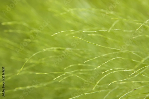 Obraz horsetail abstract background