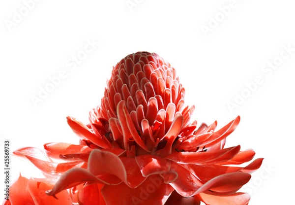 Obraz Torch Ginger or Etlingera Elatior on a white background