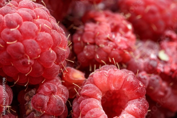 Fototapeta fresh berries of pink raspberry