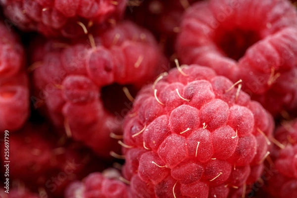 Fototapeta fresh berries of pink raspberry