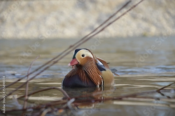 Obraz duck in the water