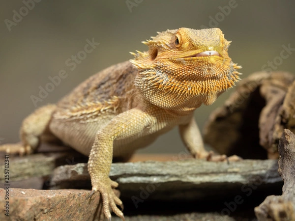 Obraz Pogona or Bearded dragon