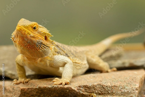 Obraz Pogona or Bearded dragon