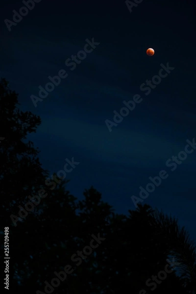 Fototapeta Bloodmoon