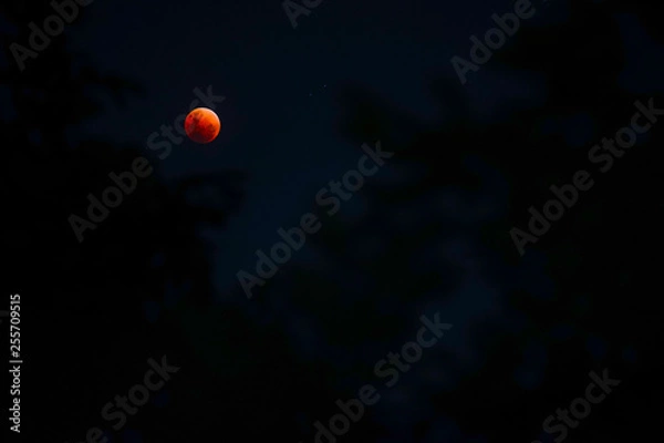 Obraz Bloodmoon