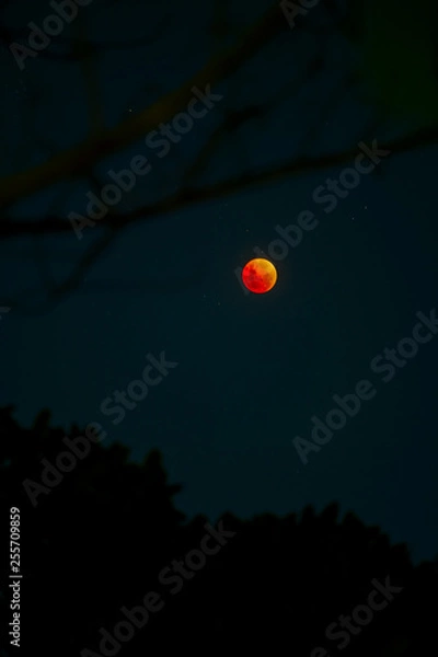 Obraz Bloodmoon