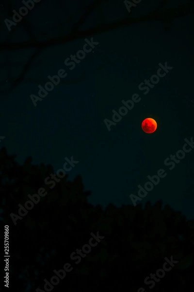Obraz Bloodmoon