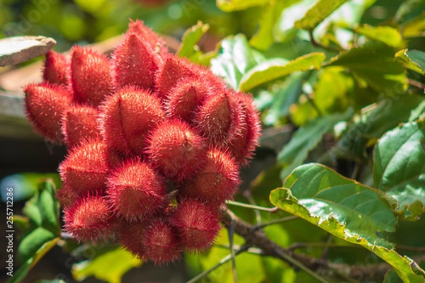 Obraz Urucum colorau opened