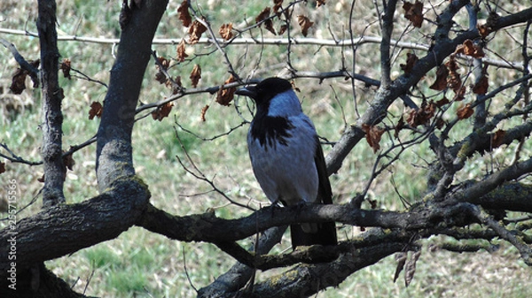 Obraz Pajaro tranquilo