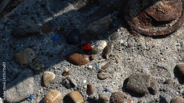 Obraz Insectos invisibles