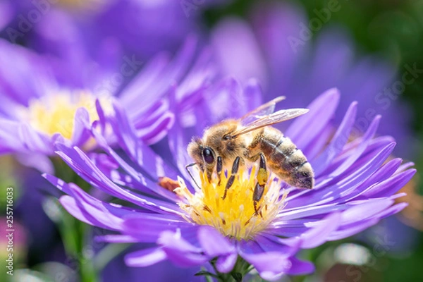 Obraz Western honeybee - Apis mellifera - pollinates an Aster