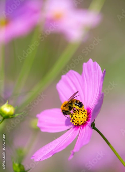Fototapeta コスモスの花　秋イメージ