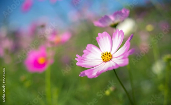 Fototapeta コスモスの花　秋イメージ