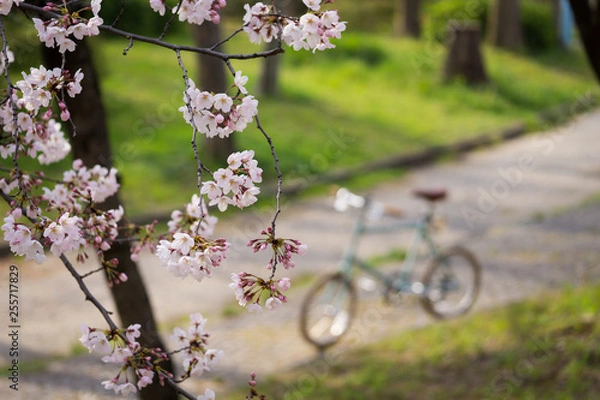 Obraz 桜を見にサイクリング