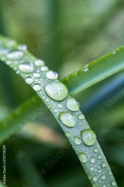 Fototapeta 緑と水　エコイメージ